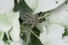 Lepianthes umbellata